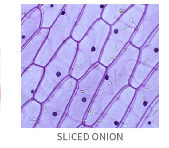 New High - Definition Children's Science Microscope
