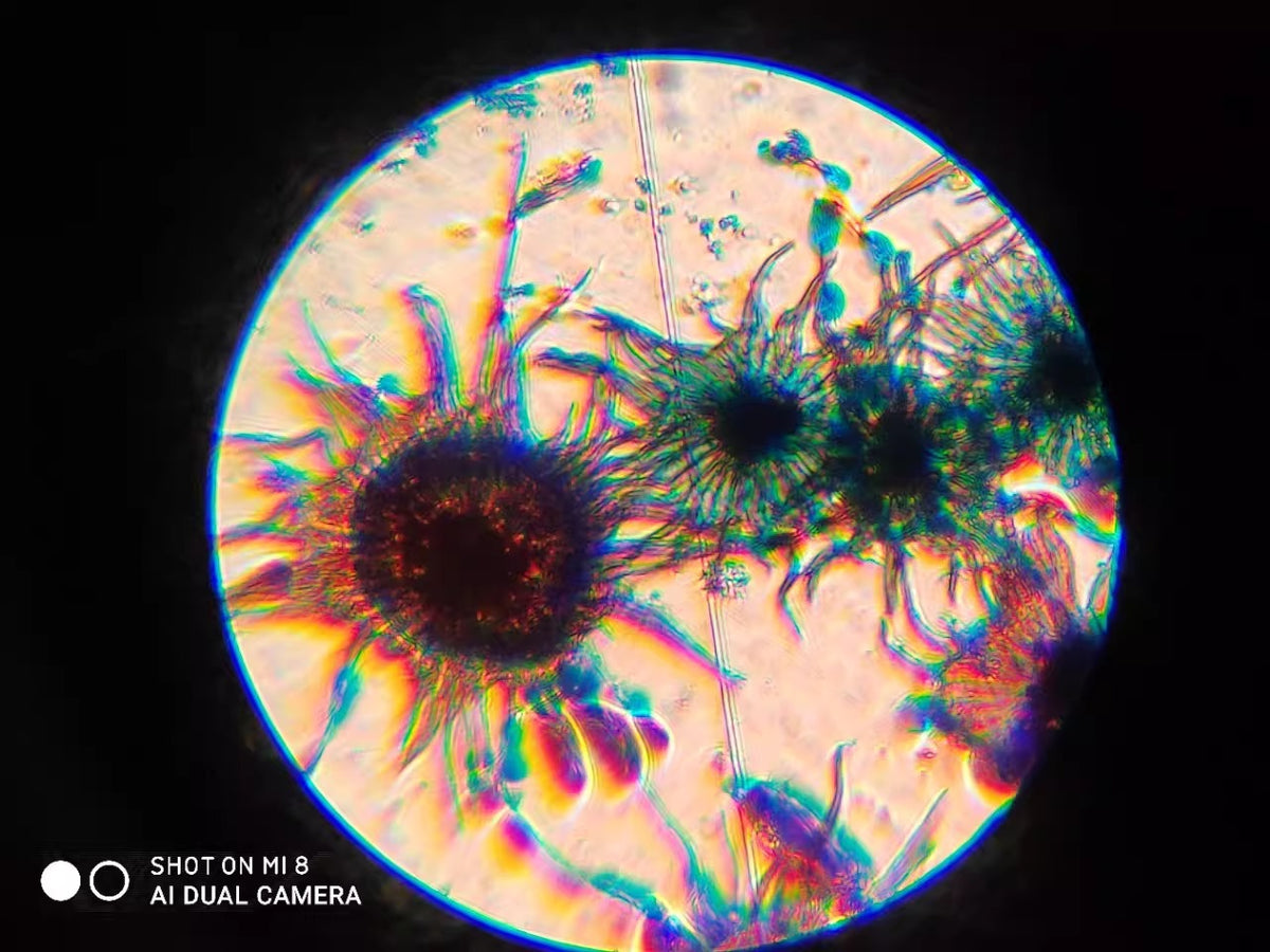 Magification Experiments 1200x Scientific Experiment High-Magnification Professional Biological ...